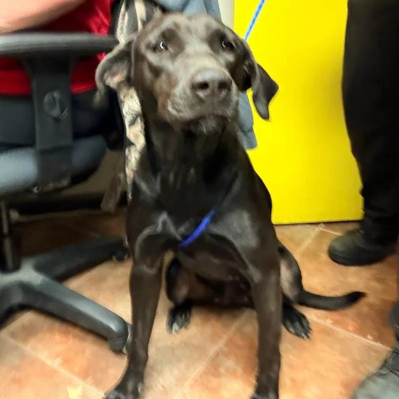 An adult large-sized female Labrador Retriever dog named Eva for adoption in Bryan, TX