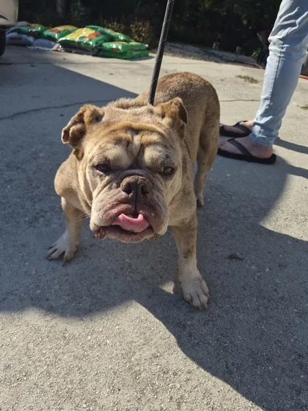 An adult medium-sized female English Bulldog dog named Pen Princess for adoption in Lawrenceville, GA