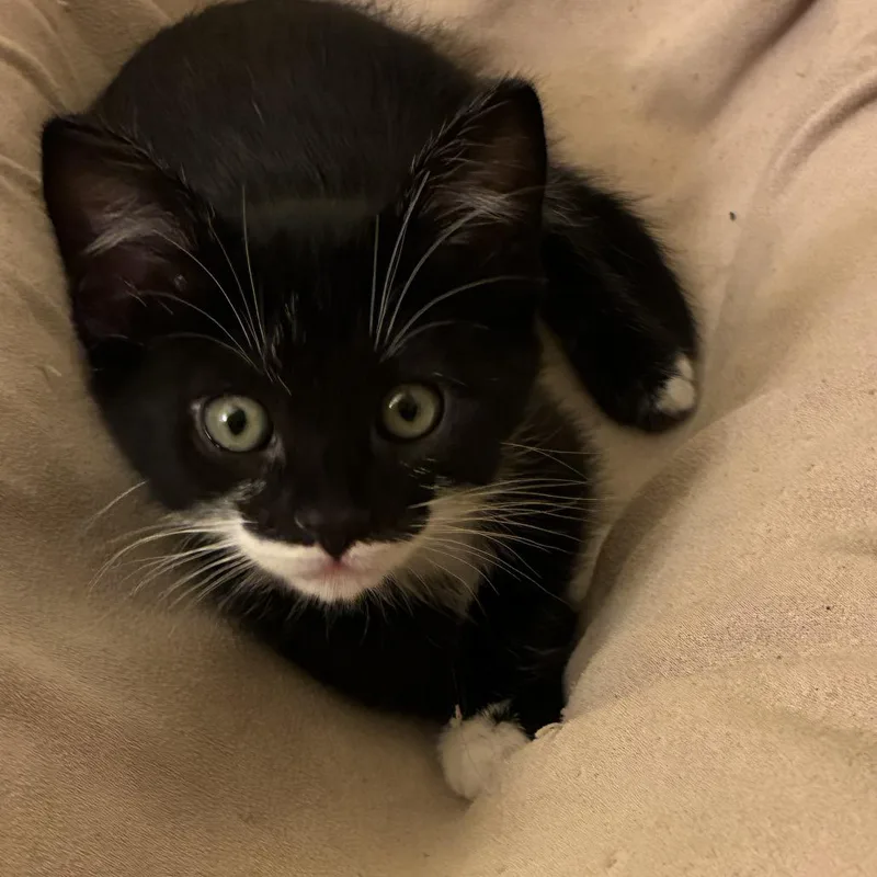 A baby small-sized female Black Domestic Short Hair cat named Oreo for adoption in Pleasanton, CA