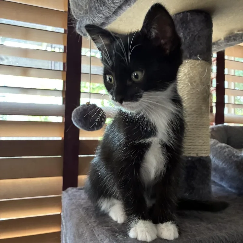 Oreo thumbnail 2