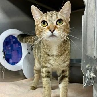 A young small-sized female Torbie Domestic Short Hair cat named Willow for adoption in Downers Grove, IL