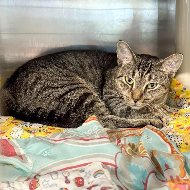 An adult large-sized female Brown / Chocolate Domestic Short Hair cat named Winona for adoption in Kennebunk, ME
