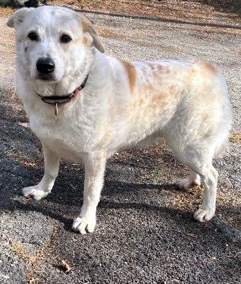 An adult medium-sized male White / Cream Great Pyrenees dog named Archie Bunker for adoption in Bedford Hills, NY