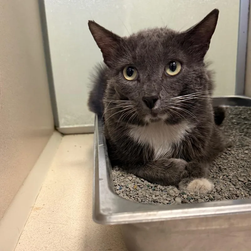 An adult large-sized male Domestic Short Hair cat named Moriarty for adoption in Rifle, CO