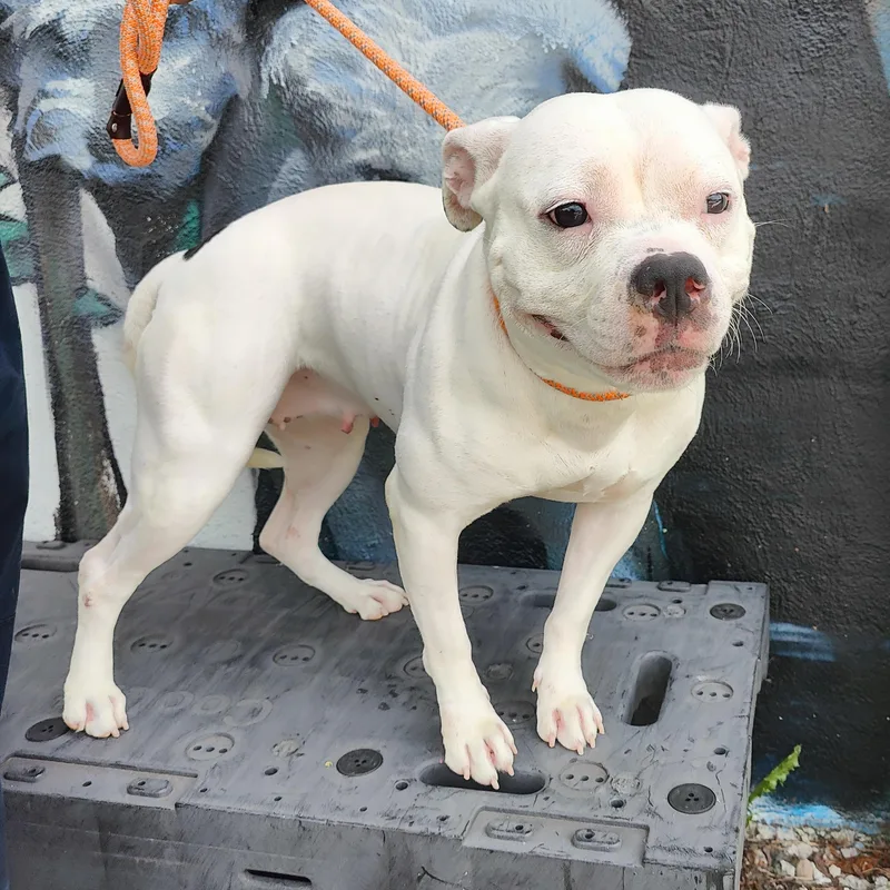 An adult medium-sized female White / Cream Pit Bull Terrier dog named Pearl for adoption in Jersey city, NJ