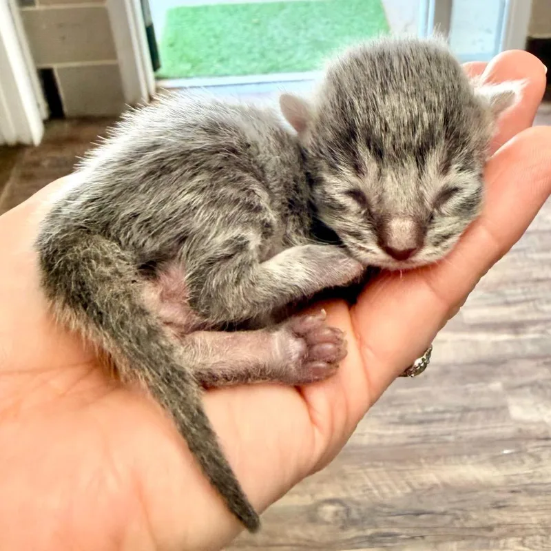 A baby small-sized male Gray / Blue / Silver Domestic Short Hair cat named Tommen for adoption in Evensville, TN