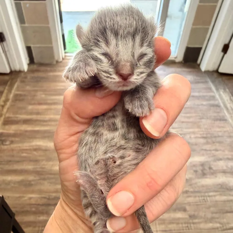 Tommen thumbnail 2