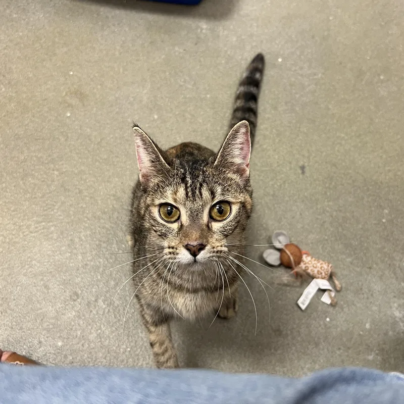 An adult medium-sized female Domestic Short Hair cat named Muddles for adoption in Palmetto, FL