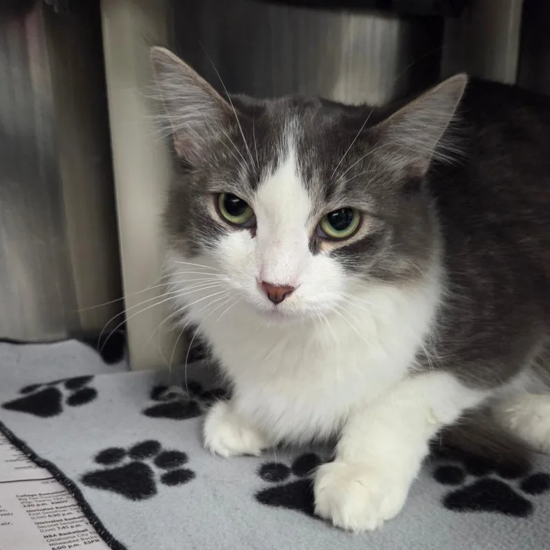 Liko  Petsmart Belleville