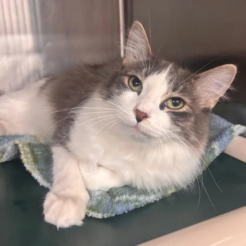 Liko  Petsmart Belleville thumbnail 2