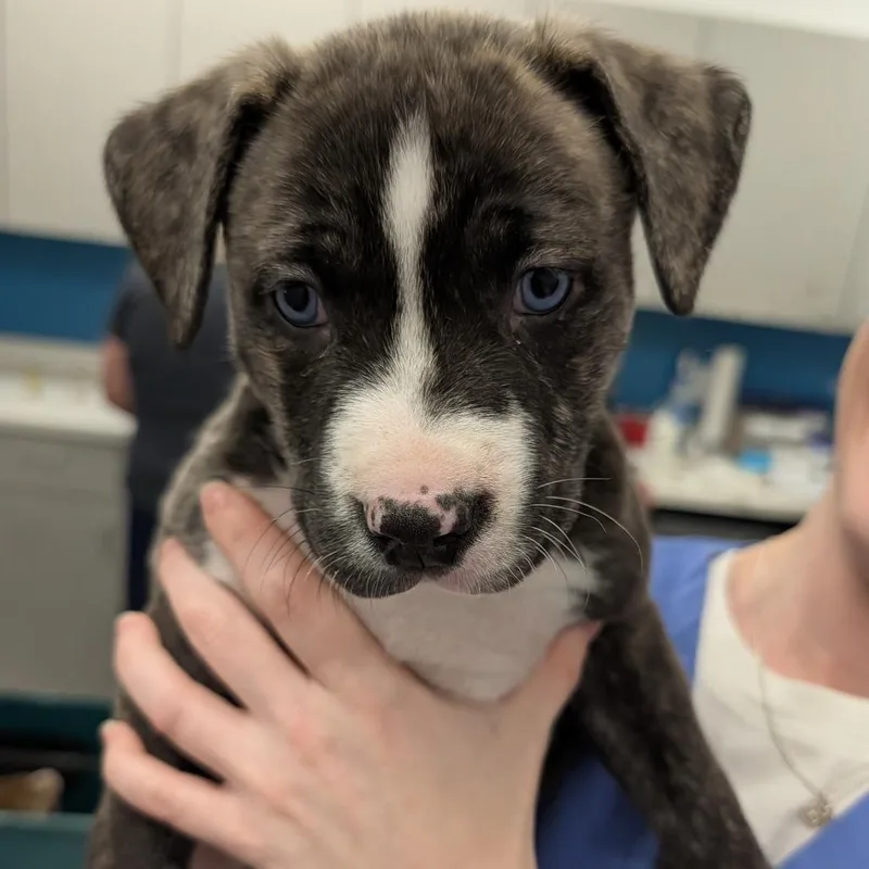 A baby small-sized male Brindle Husky dog named Bark for adoption in Winston Salem, NC