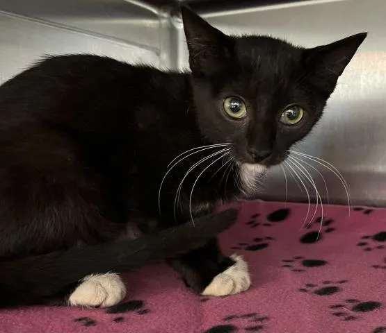 A baby medium-sized male Domestic Short Hair cat named Macadamia for adoption in Pensacola, FL