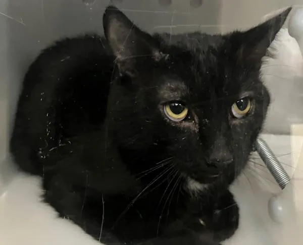 A young medium-sized male Domestic Short Hair cat named Mint for adoption in Staten Island, NY