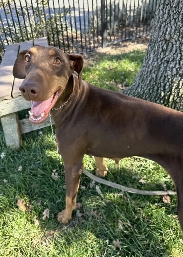 An adult medium-sized female Doberman Pinscher dog named Drama for adoption in Dublin, CA