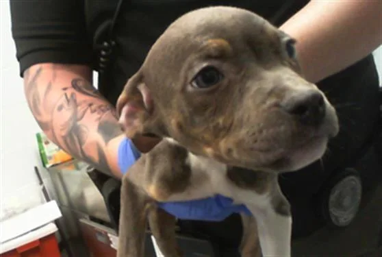 A baby small-sized female Pit Bull Terrier dog named Kimmy for adoption in Charlotte, NC