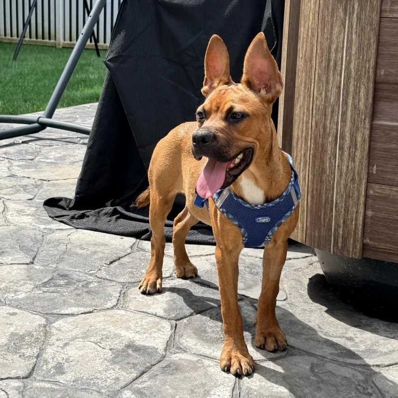 A young medium-sized female Brown / Chocolate Boxer dog named Melody for adoption in Rockville, MD