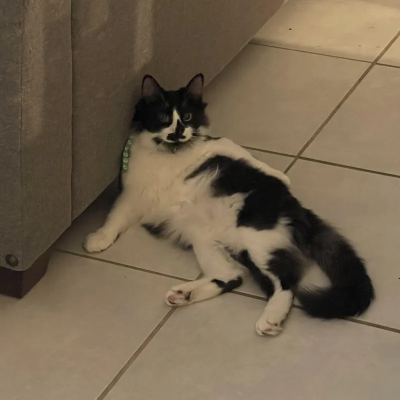 A young medium-sized male Domestic Long Hair cat named Frisco for adoption in Maitland, FL
