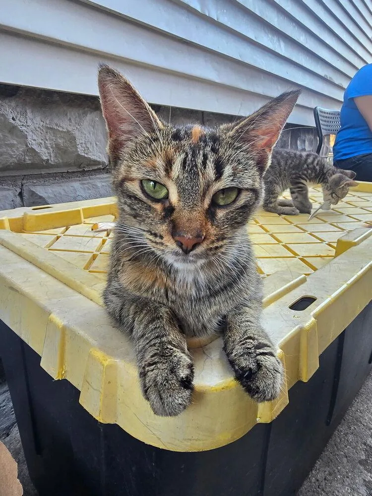 An adult medium-sized female Domestic Short Hair cat named America “Erica” for adoption in Ferndale, MI