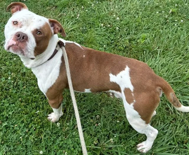 A young large-sized male Boxer dog named Cheerio for adoption in Olivette, MO