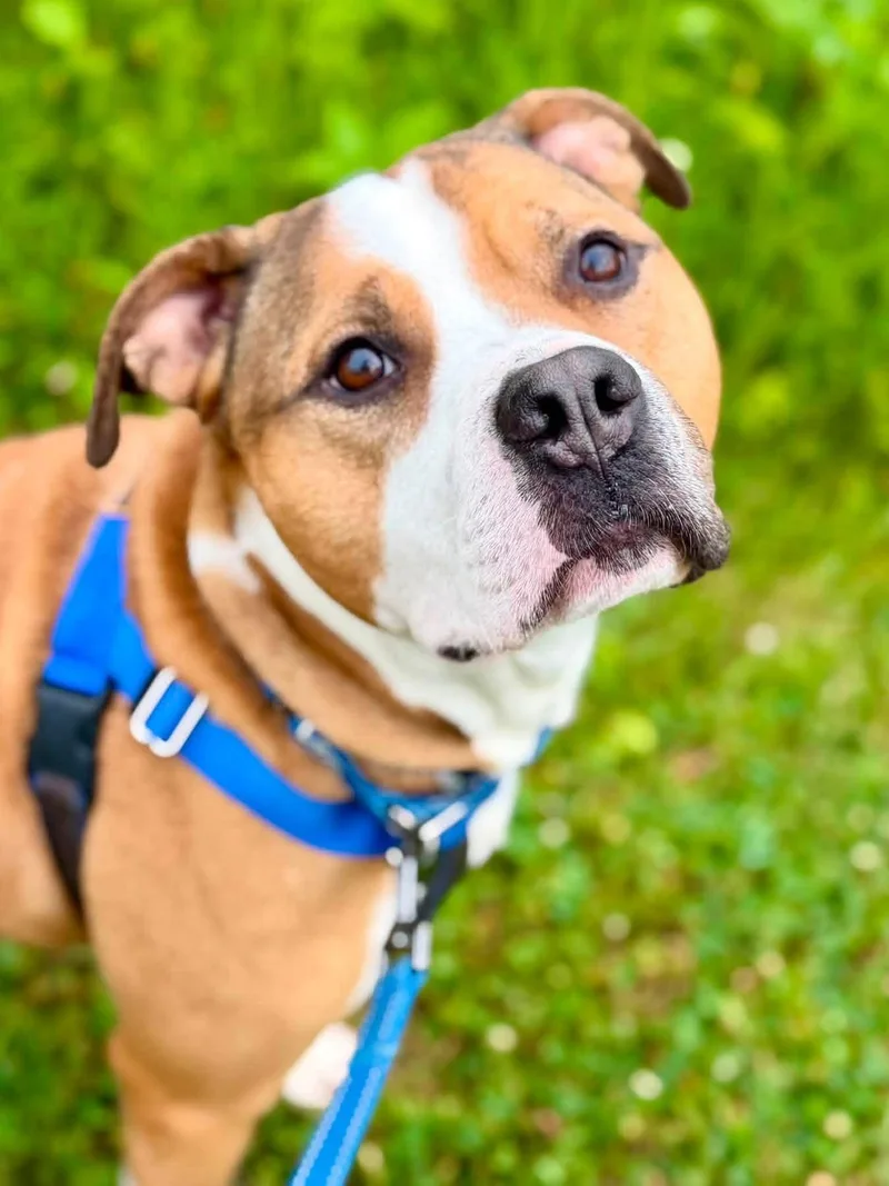 An adult large-sized male Mixed Breed dog named Roger for adoption in Janesville, WI