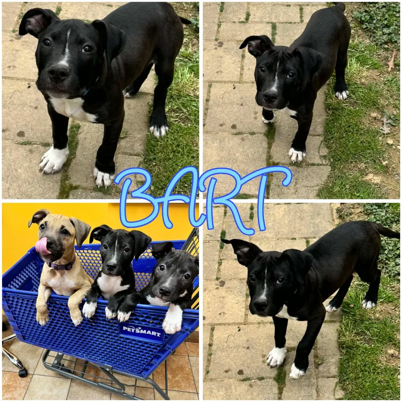Bart
