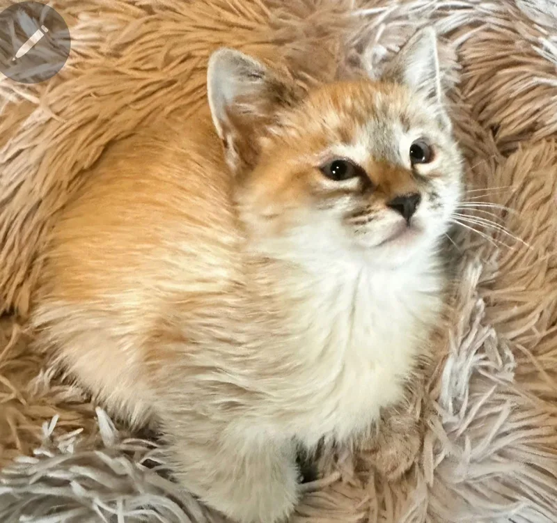 A baby medium-sized female Buff / Tan / Fawn Domestic Short Hair cat named Dumpling for adoption in Campbell, CA
