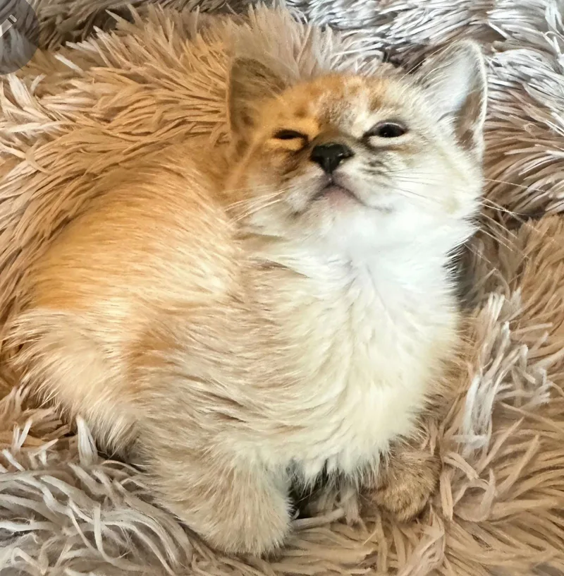 Dumpling thumbnail 2