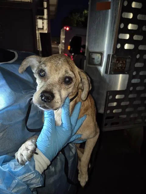 An adult small-sized male Terrier dog named Thor for adoption in San Antonio, TX