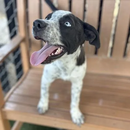 A young medium-sized male Catahoula Leopard Dog dog named Sampson for adoption in Red Bluff, CA