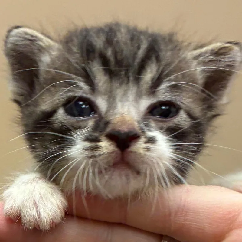 A baby small-sized female Brown / Chocolate Domestic Short Hair cat named Pibble for adoption in Santa Barbara, CA