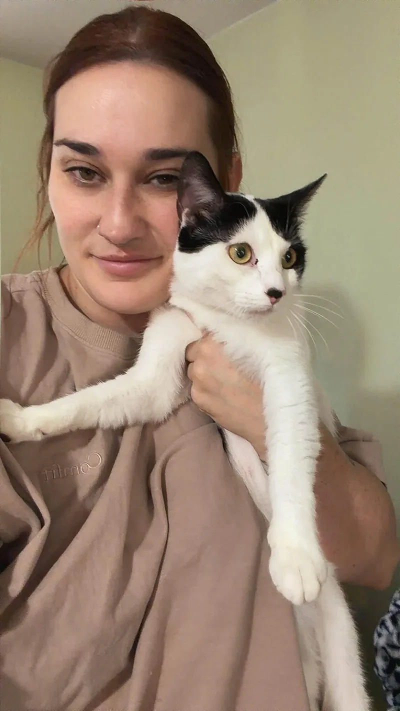 A young small-sized female Black & White / Tuxedo Domestic Short Hair cat named Chakra for adoption in Clarksville, TN