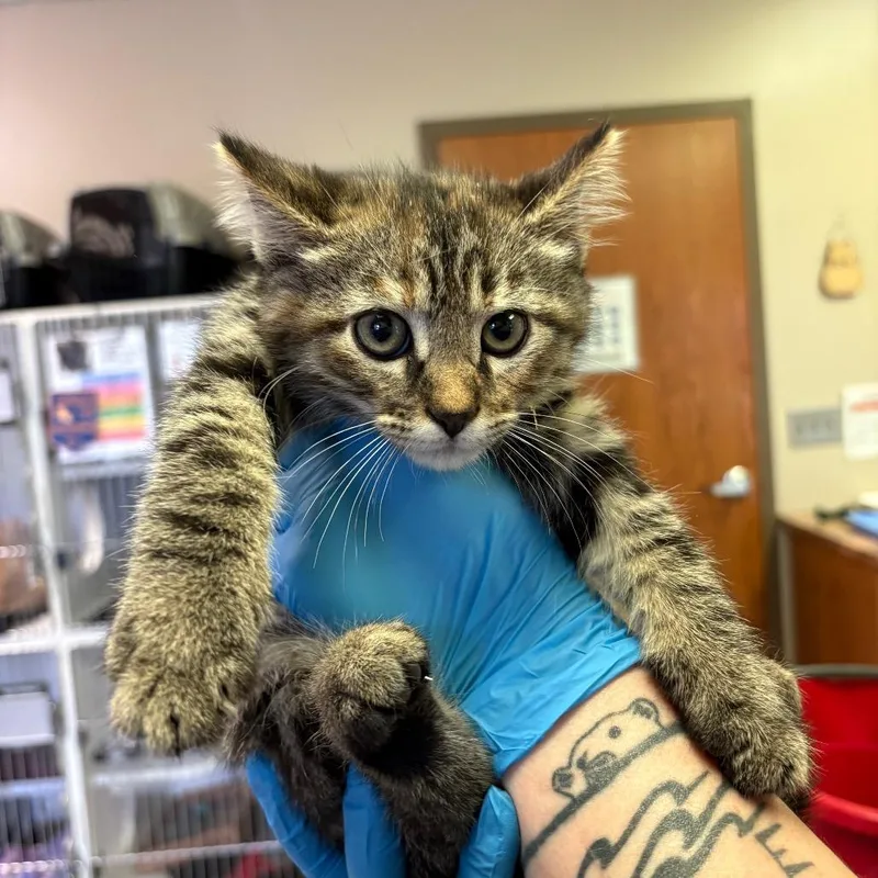 A baby small-sized female Torbie Domestic Short Hair cat named Merry for adoption in Norfolk, NE