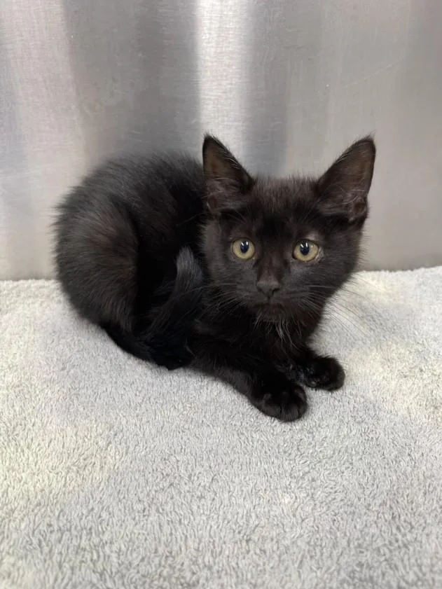 A baby small-sized female Domestic Short Hair cat named Sloan for adoption in Hagerstown, MD