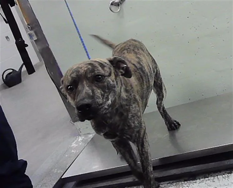 An adult large-sized male Staffordshire Bull Terrier dog named Mick for adoption in Houston, TX