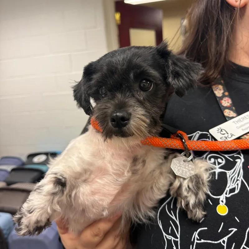 An adult small-sized female Black Shih Tzu dog named YORKStray for adoption in York, PA