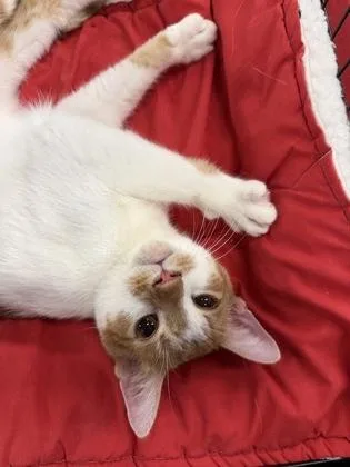A young small-sized male Domestic Short Hair cat named Mj for adoption in Port Republic, MD