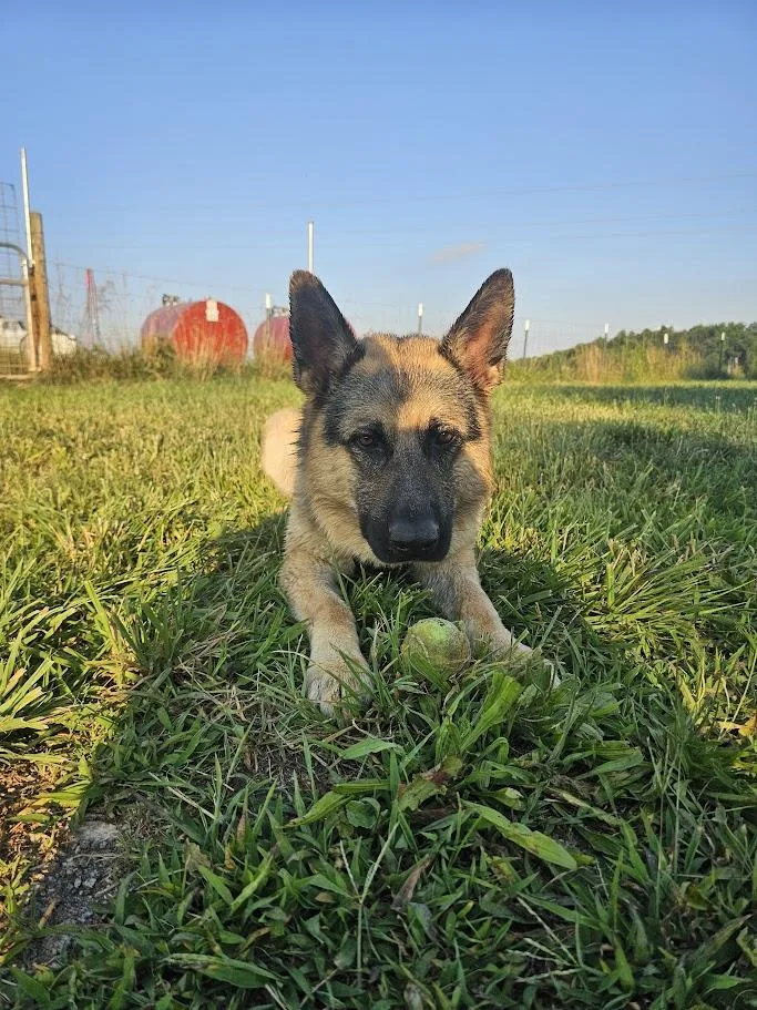 An adult large-sized male German Shepherd Dog dog named Max for adoption in Rutherfordton, NC