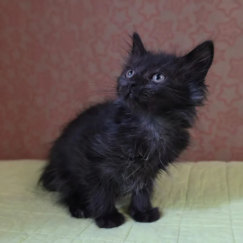 A baby small-sized male Black Domestic Medium Hair cat named Johnny B. Goode for adoption in Fredericksburg, VA