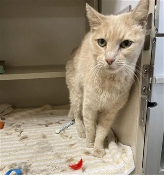 An adult small-sized female Domestic Short Hair cat named Bonfire for adoption in Denver, CO