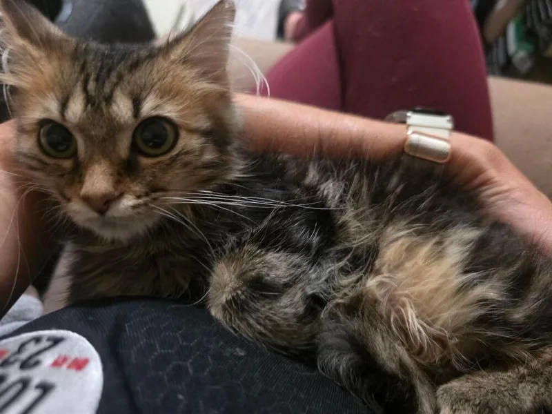 A baby small-sized female Brown / Chocolate Domestic Medium Hair cat named Precious for adoption in Elyria, OH