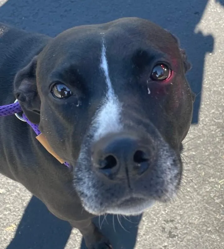 An adult large-sized female Black Mixed Breed dog named Roxx for adoption in Cincinnati, OH