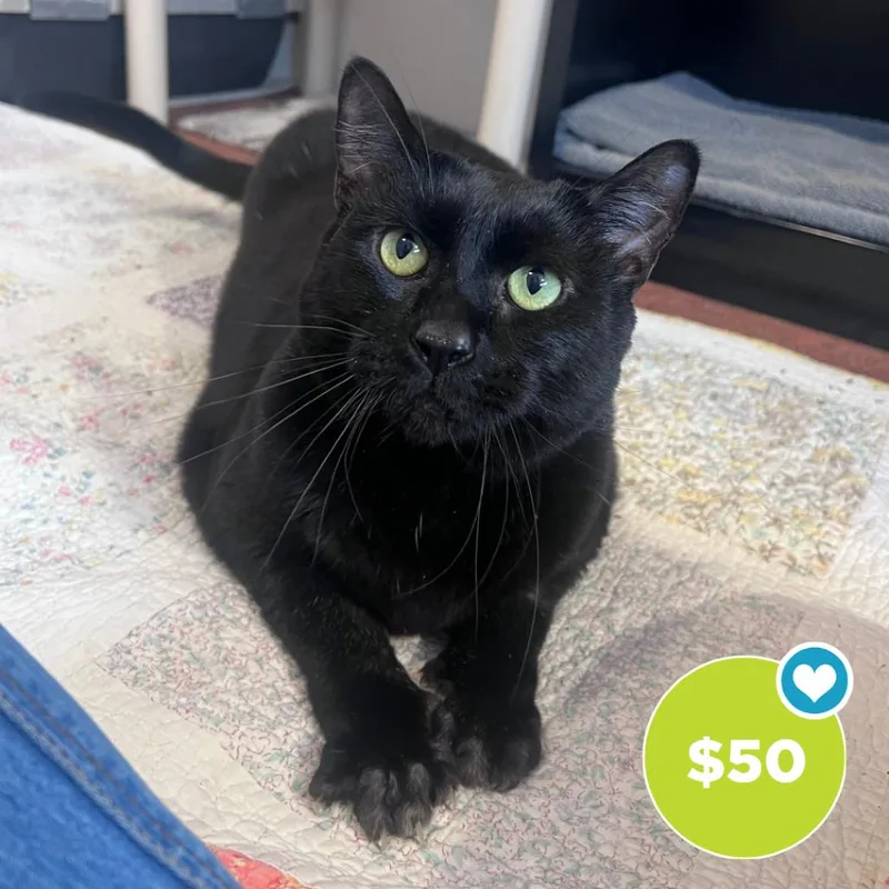 An adult large-sized male Black Domestic Short Hair cat named Crowley for adoption in Glenwood Springs, CO