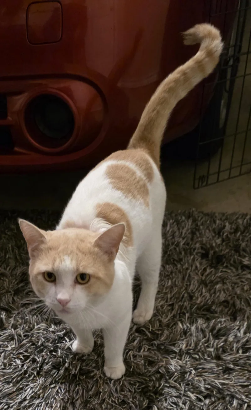 Tommy Talker thumbnail 2