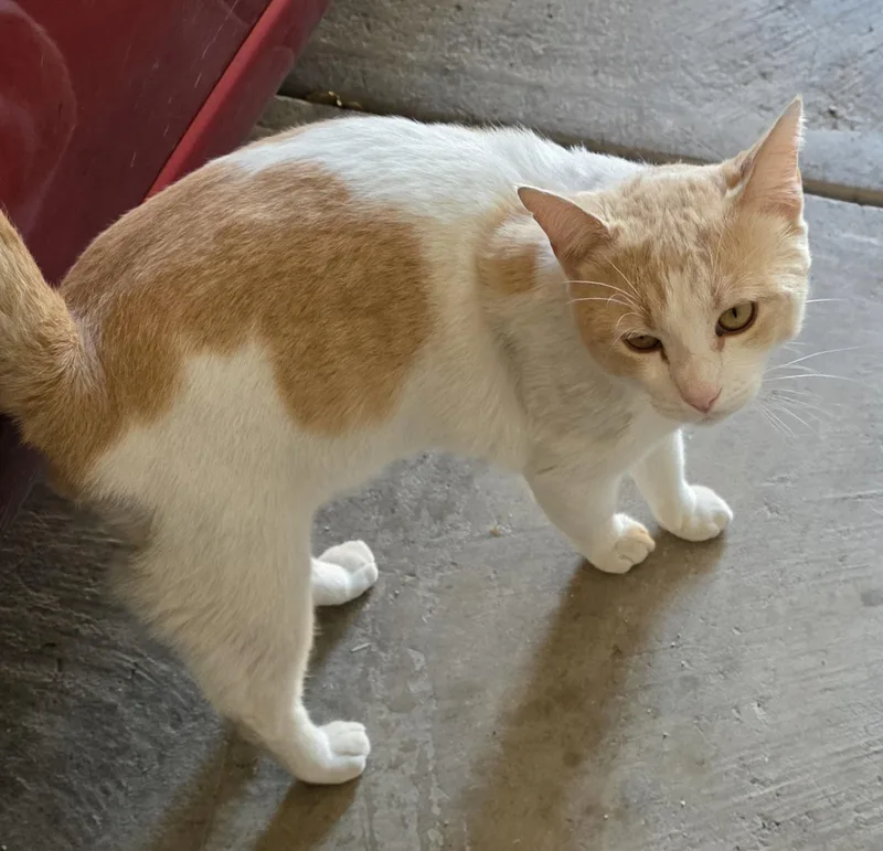 Tommy Talker thumbnail 3