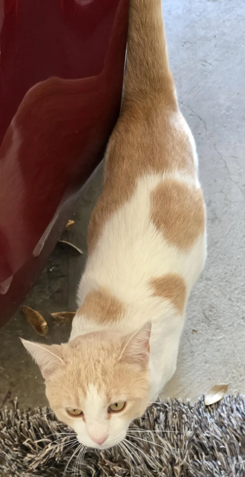 Tommy Talker thumbnail 4