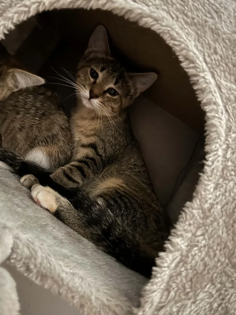 A baby small-sized female Domestic Short Hair cat named Danu for adoption in Milwaukee, WI