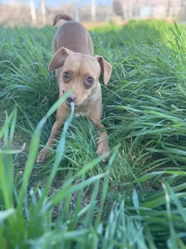 Mommastrone thumbnail 3