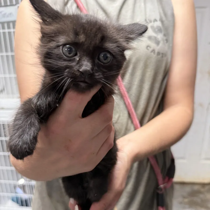 A baby medium-sized female Domestic Medium Hair cat named Clownfish for adoption in Columbia, SC
