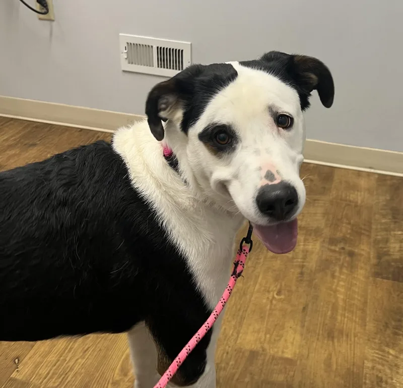 A young large-sized female Tricolor (Brown, Black, & White) Smooth Collie dog named Heidi for adoption in Wilmington, OH