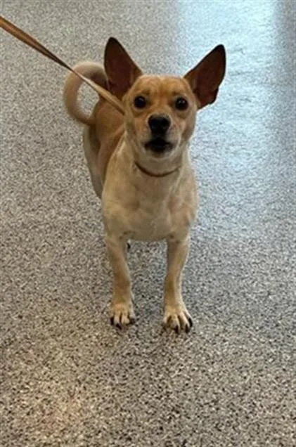 An adult medium-sized male Chihuahua dog named Tate for adoption in Palmetto, FL